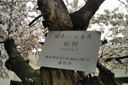 御楯(みたて)の桜の話